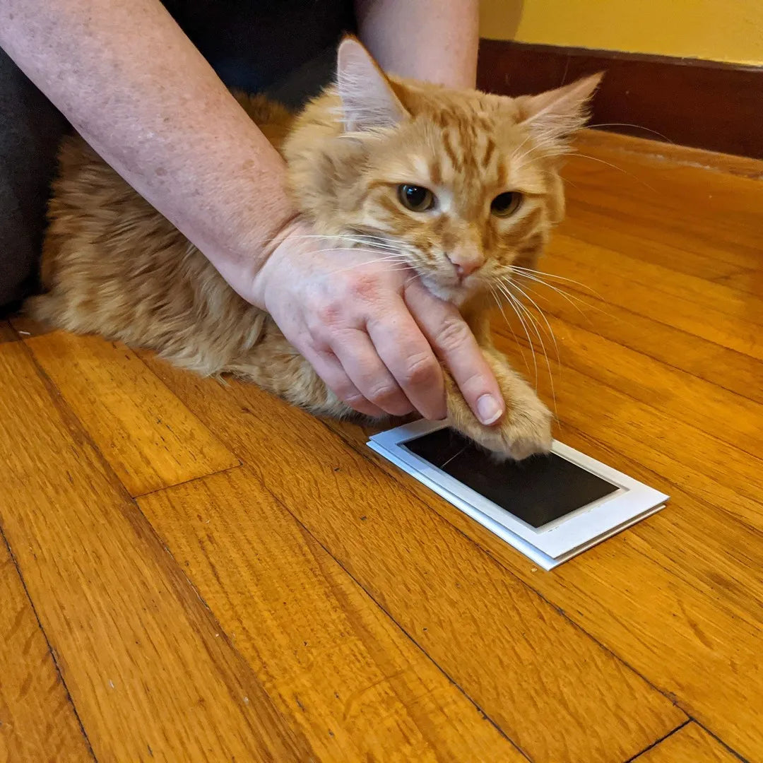 Tampón de tinta para huellas de mascotas